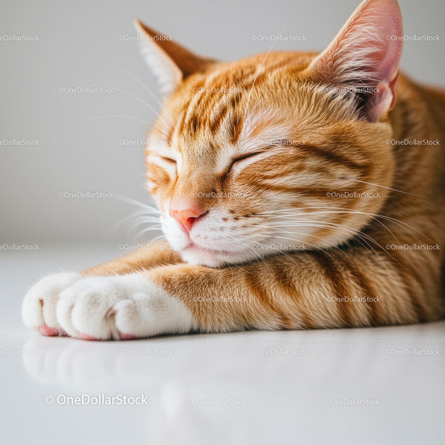 Calm orange tabby cat peacefully asleep on white surface