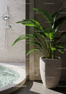 Lush Green Houseplant in Stylish Modern Interior with Natural Light