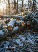 Snow-covered logs and pine branches in a quiet forest