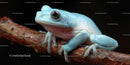 Blue Tree Frog Perching on Branch in Close-Up Wildlife Scene