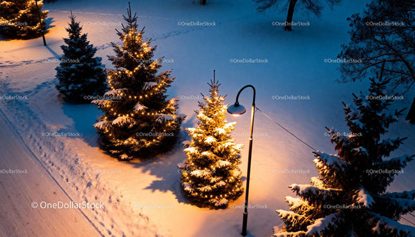 Snowy Evergreen Trees Decorated with Warm Lights at Night