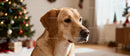 Golden retriever dog near decorated Christmas tree indoors