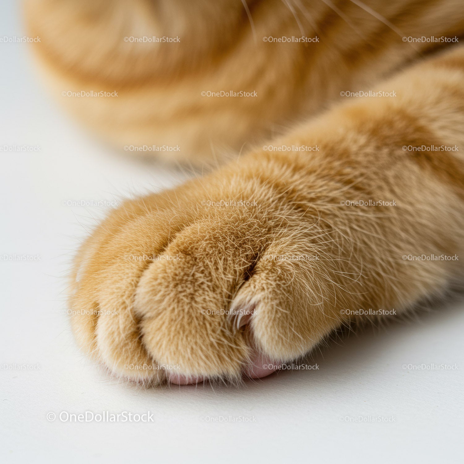 Close-up of fluffy ginger cat paw with visible claws
