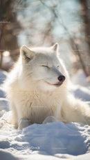 Serene Arctic Fox Relaxing in a Snowy Winter Landscape