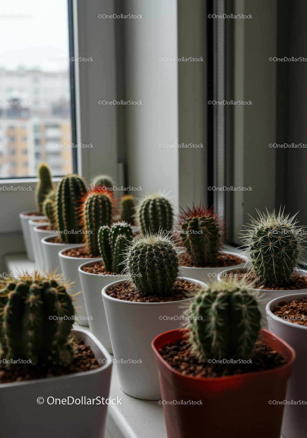 Collection of Cacti in Pots on Windowsill with Natural Light