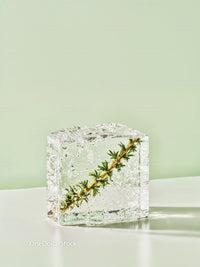 Green Herb Frozen Inside a Clear Ice Cube