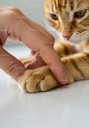 Close up of human finger touching orange cat paw