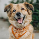 Happy Friendly Dog Wearing Bandana in Outdoor Setting