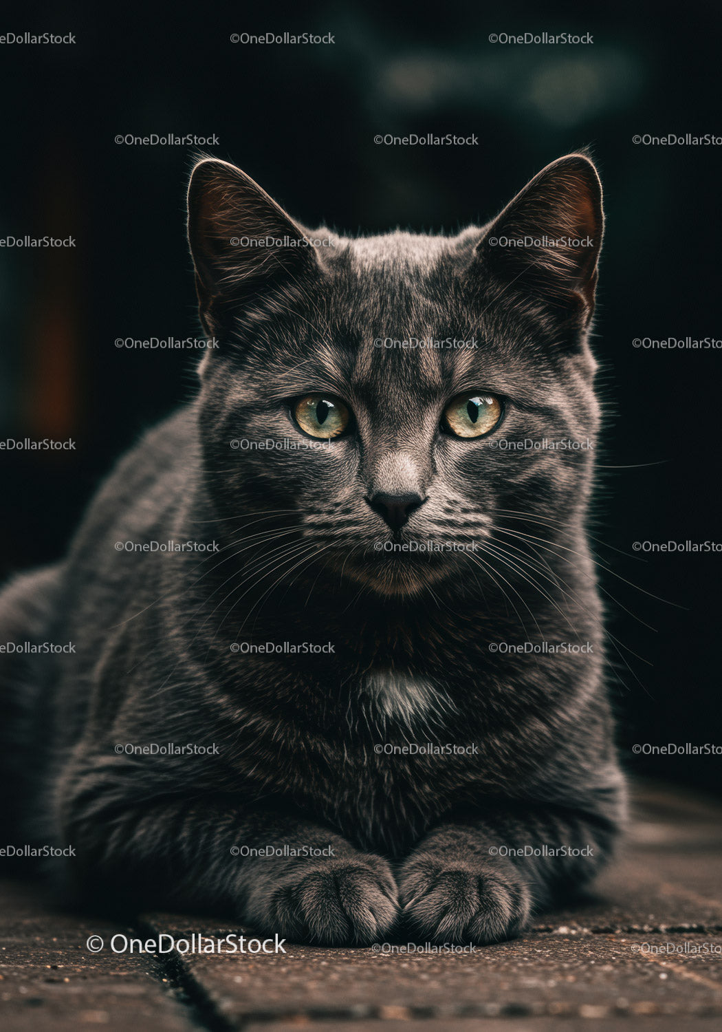 Calm gray tabby cat resting on rustic floor