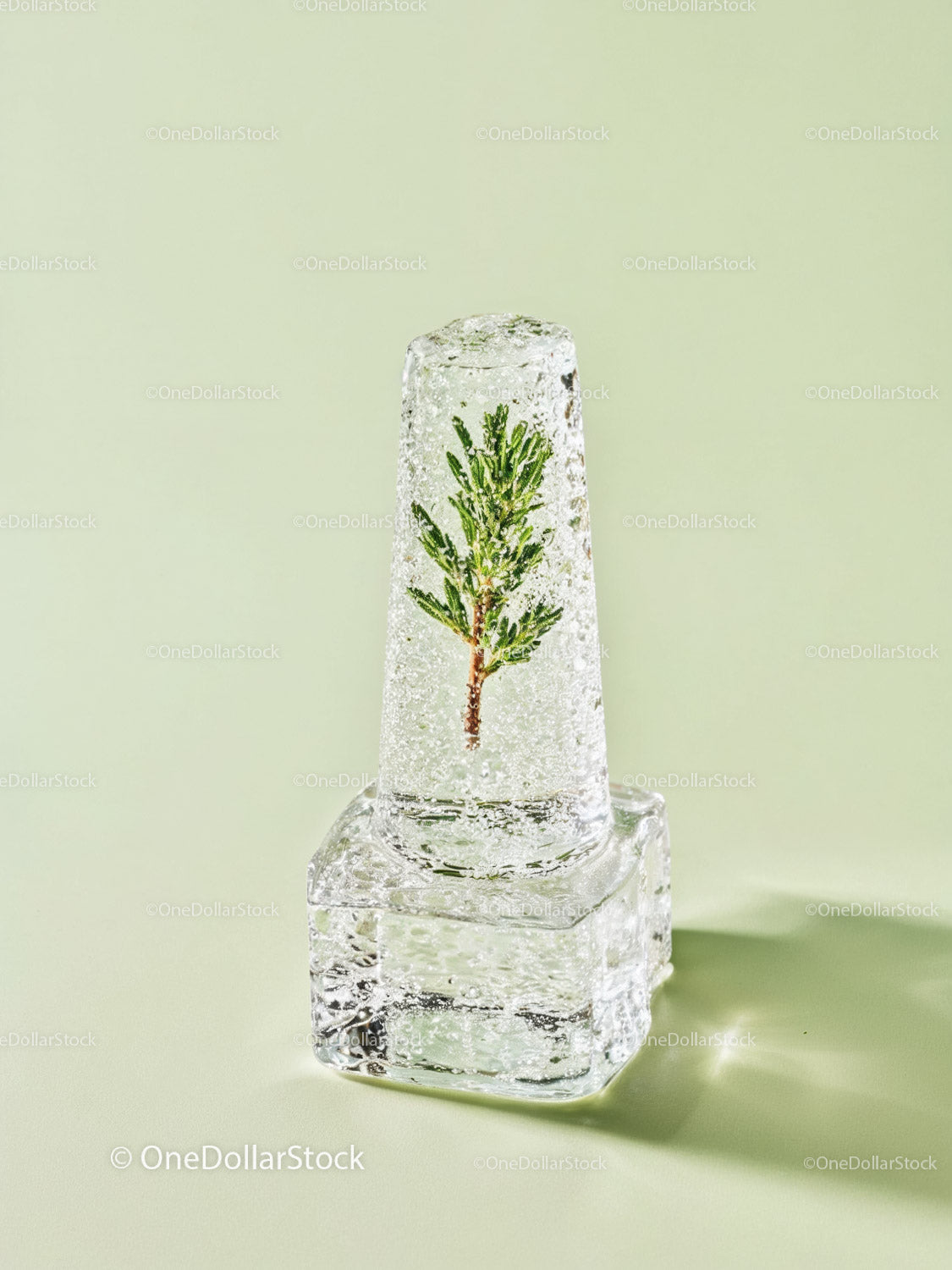 Green Pine Branch Frozen Inside Clear Ice Cube