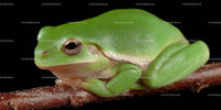 Close-Up of a Vibrant Green Tree Frog on a Branch