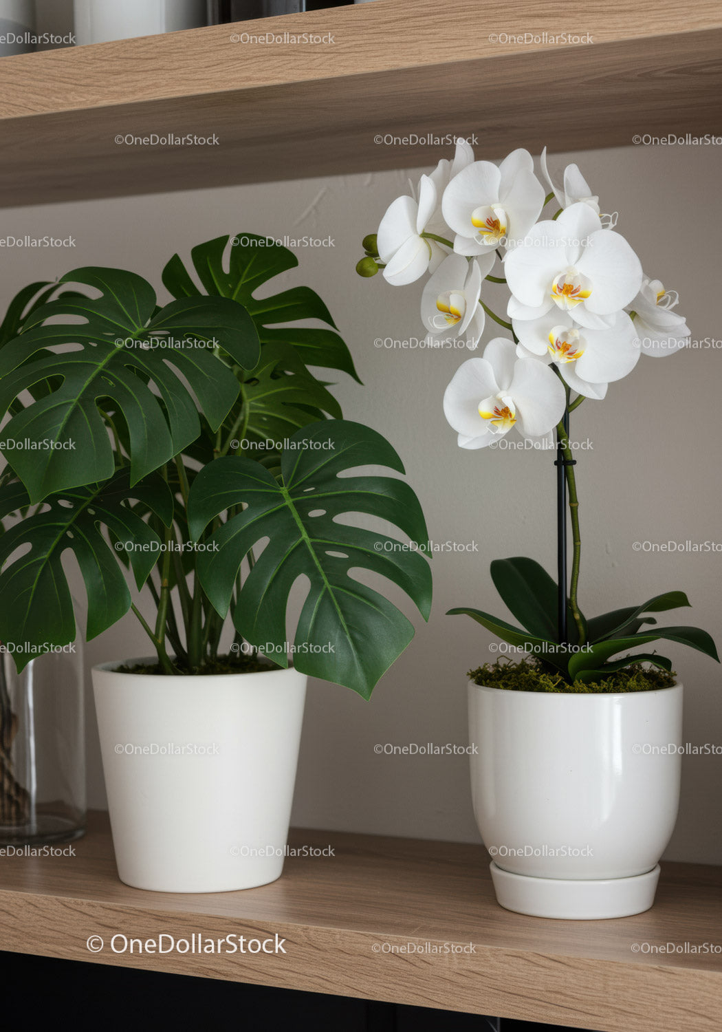 White Orchid and Monstera Plant in White Pots on Wooden Shelf