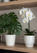 White Orchid and Monstera Plant in White Pots on Wooden Shelf