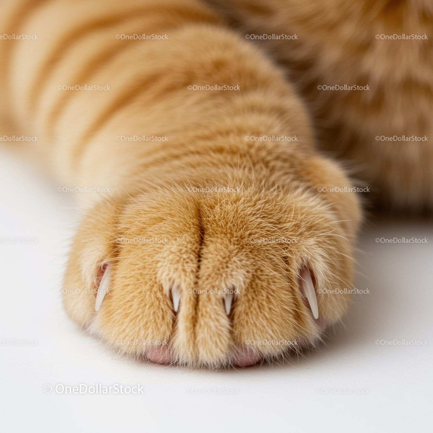Close Up of Orange Cat Paw with Extended Claws