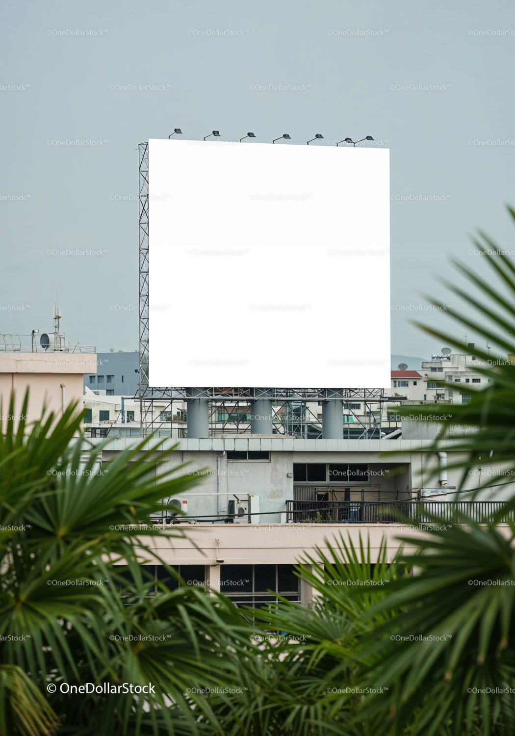 Blank billboard above urban buildings with green palm leaves
