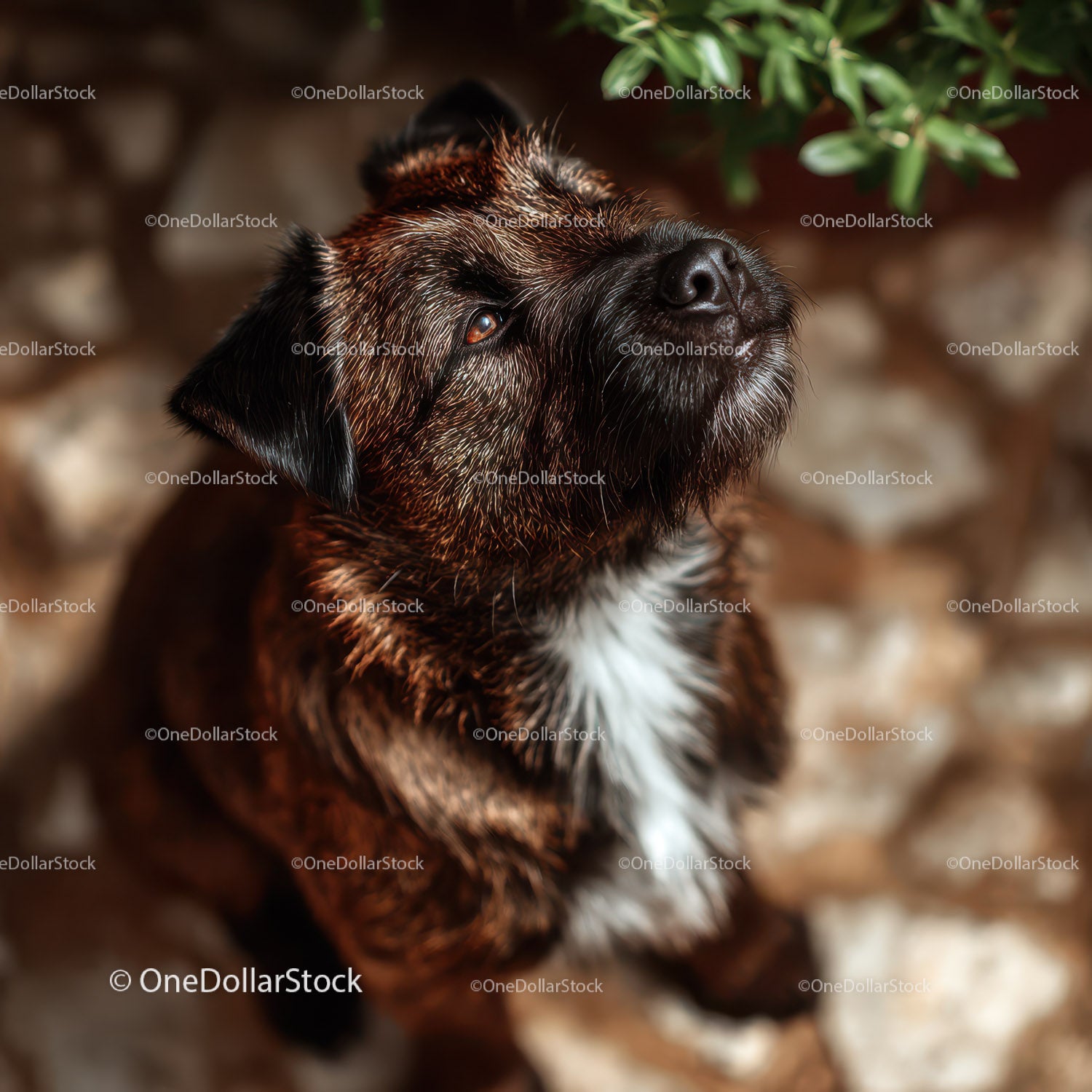 Curious Fluffy Brown and White Puppy in Outdoor Setting
