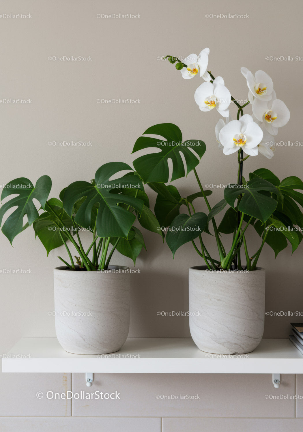 Eleganckie białe orchidee i rośliny Monstera w nowoczesnym wystroju