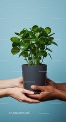 Two Pairs of Hands Holding Potted Green Plant Together