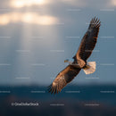 Bald Eagle in Flight Over Open Sky with Dramatic Cloudy Background