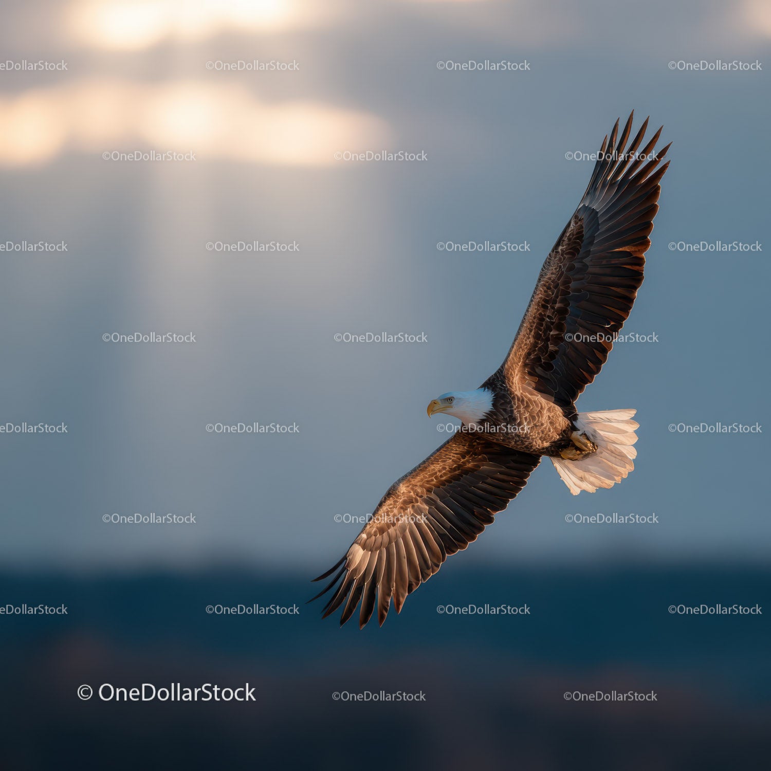 Bald Eagle in Flight Over Open Sky with Dramatic Cloudy Background