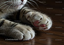 Close up of relaxed cat paws on wooden floor