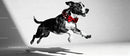 Energetic dog leaping with festive red bow tie