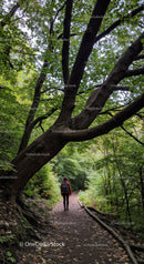 Lush Forest Trail with Hiker Exploring Dense Green Canopy
