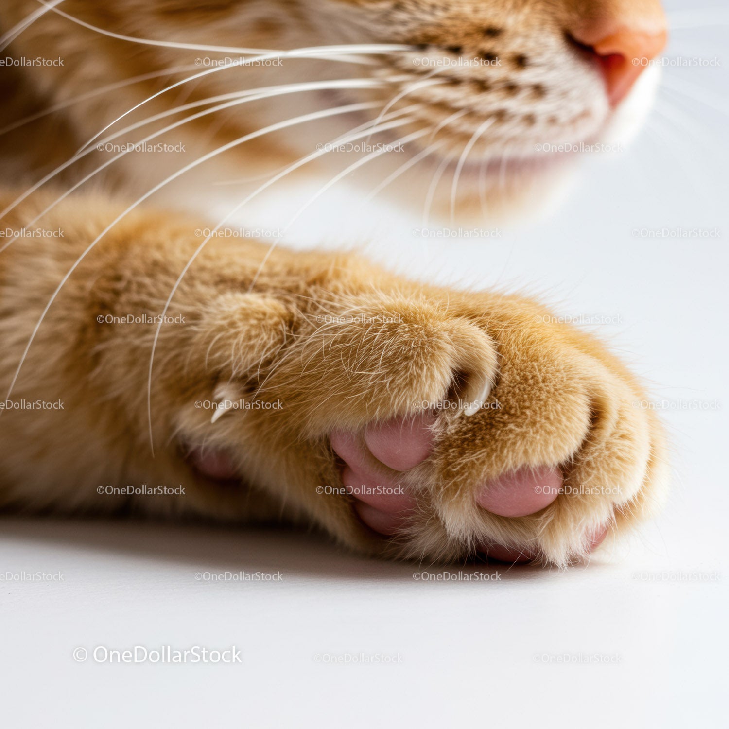Close-up of Ginger Cat Paw with Soft Pink Pads