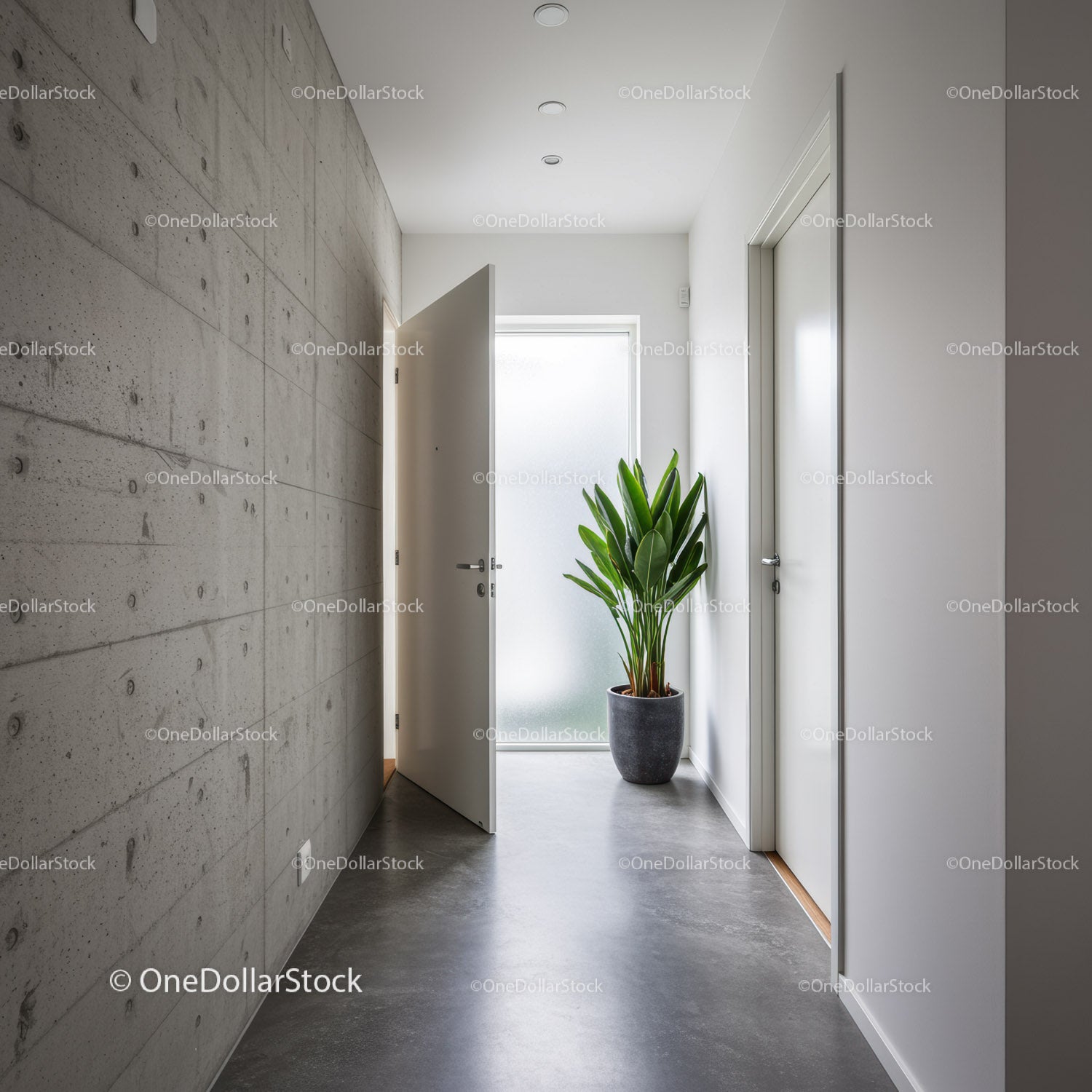 Bright Contemporary Hallway with Green Fiddle Leaf Fig Plant