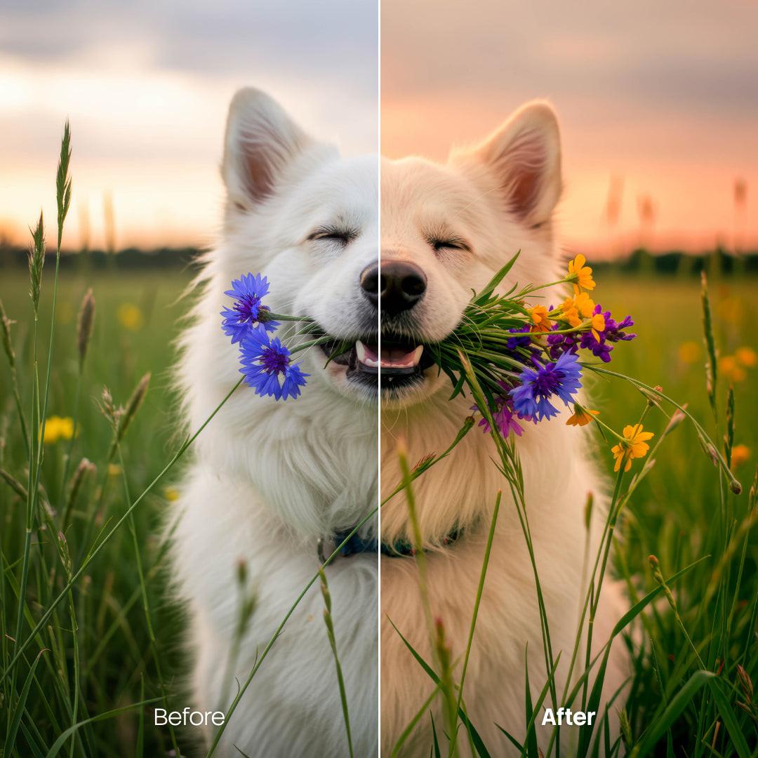 Sunset XMP presets color grading preview