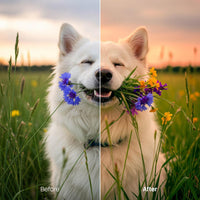 Sunset XMP presets color grading preview