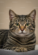 Close up of calm tabby cat resting indoors