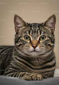 Close up of calm tabby cat resting indoors