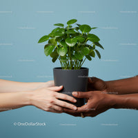 Two hands exchanging a green potted plant on blue