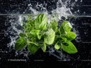 Fresh Basil Herbs Floating in Water with Splash Effect