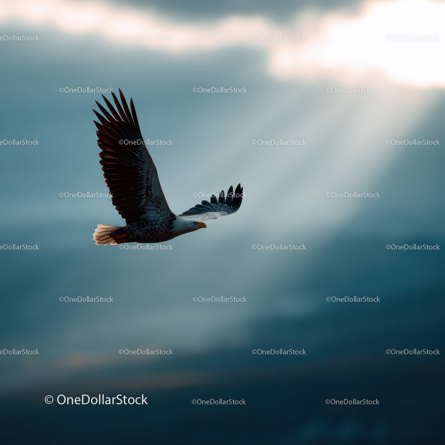 Majestic Bald Eagle in Flight Against Cloudy Sky