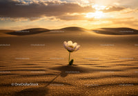 Delicate white flower blooming alone in golden desert