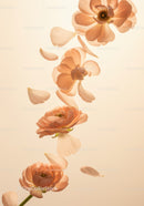 Delicate peach ranunculus flowers with falling petals