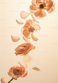 Delicate peach ranunculus flowers with falling petals