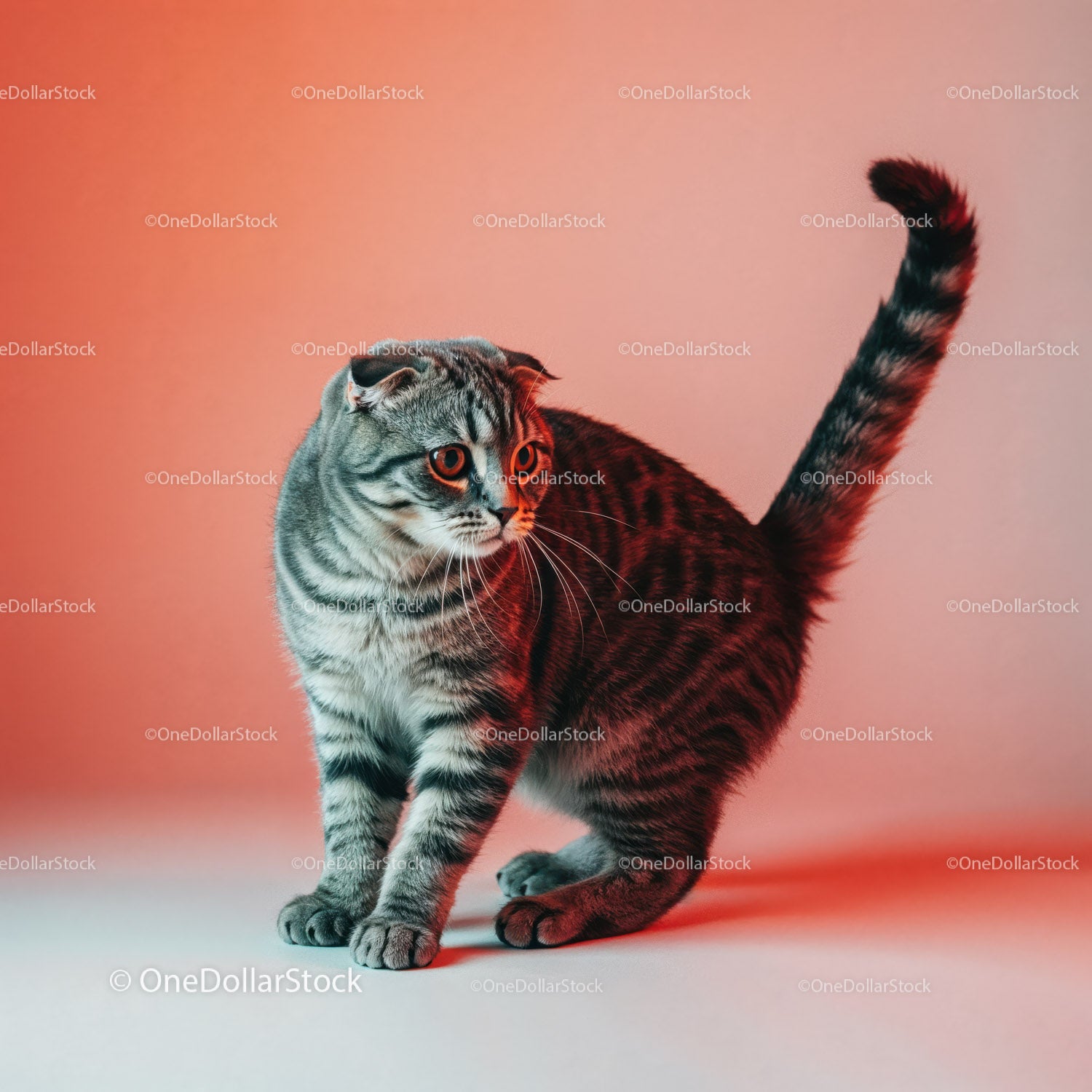 Playful Grey Tabby Cat in a Dynamic Pose with Striped Fur