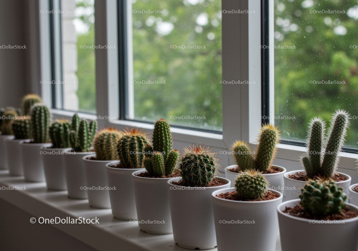 Collection of Cacti and Succulents on Windowsill Featuring Green Foliage