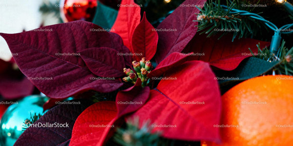 Close-Up of Vibrant Poinsettia with Holiday Decorations