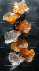 Beautiful Orange and White Sea Fan Coral in Underwater Reef Scene