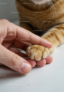 Human Hand Gently Holding a Ginger Cat's Paw
