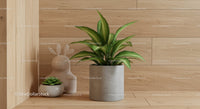 Green Dracaena Plant in Concrete Pot on Wooden Floor in Modern Interior