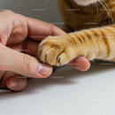 Human hand gently holding a cat's paw in close-up