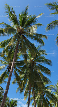 Tropical Palm Trees with Green Foliage and Blue Sky Background
