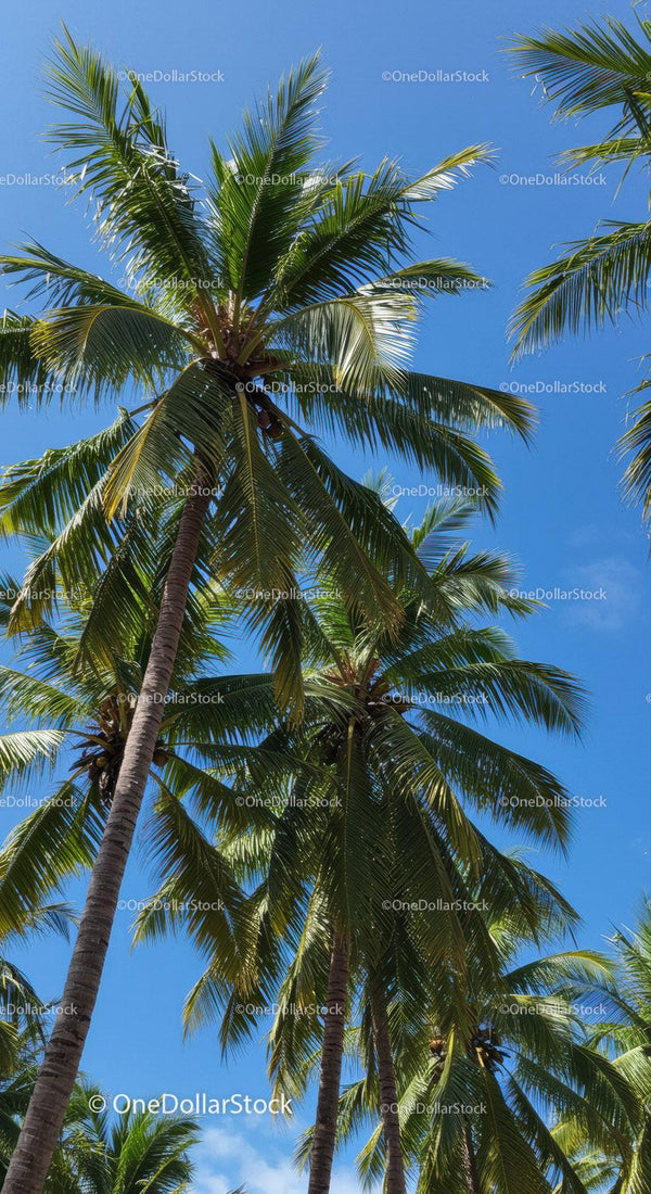 Tropical Palm Trees with Green Foliage and Blue Sky Background