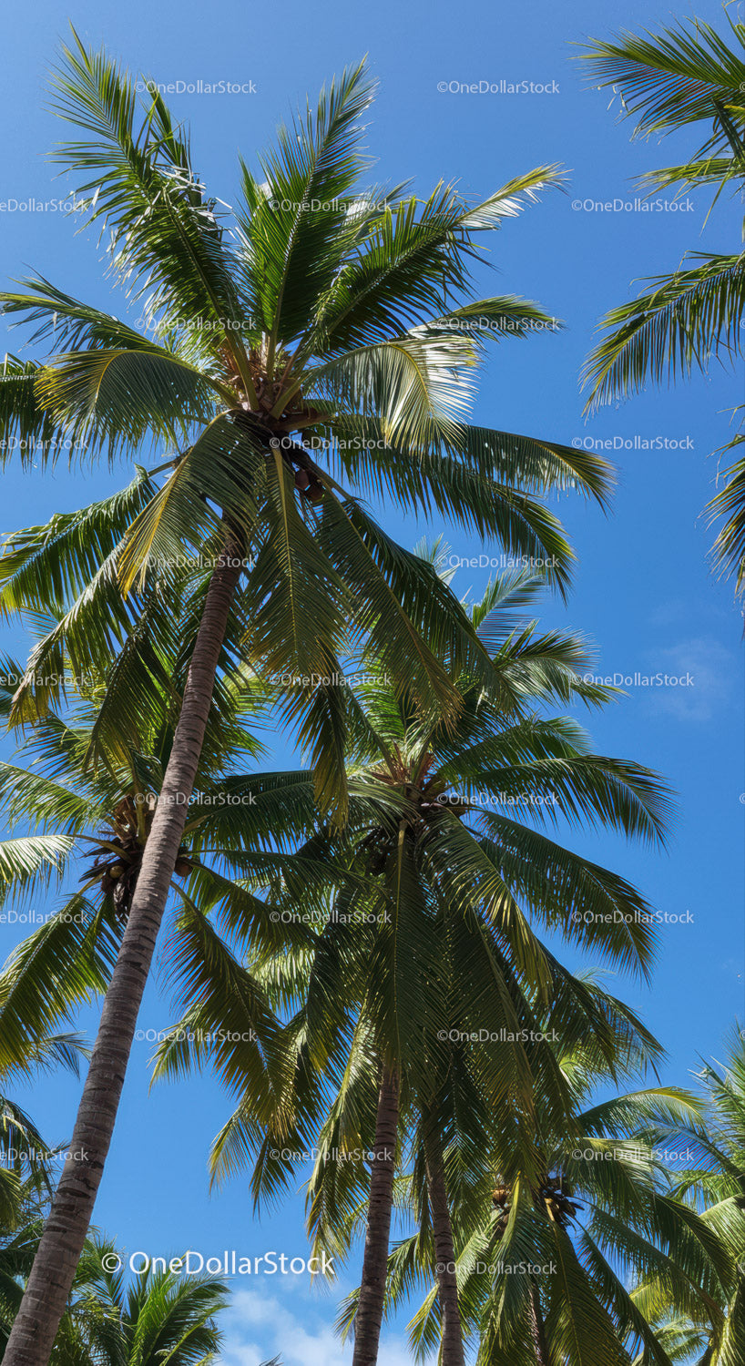 Tropical Palm Trees with Green Foliage and Blue Sky Background