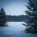 Snow-covered pine trees framing a quiet winter forest